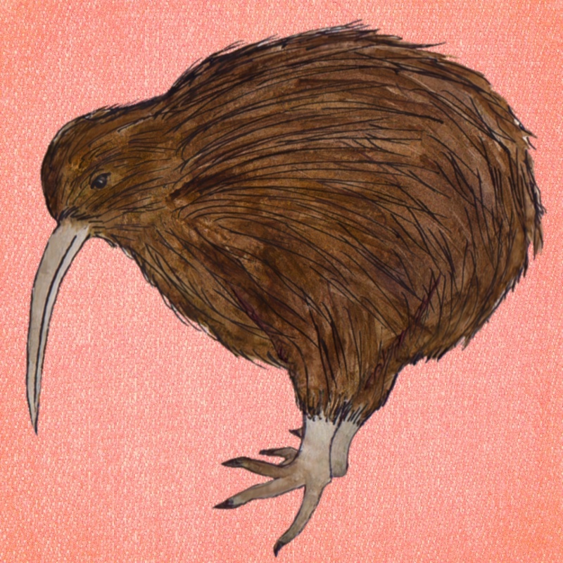 Kiwi Bird